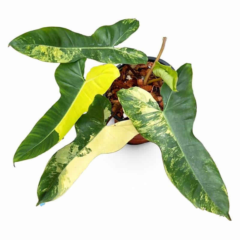 Philodendron Jennifer Variegated (Billitiae x Florida Beauty) thumbnail 1