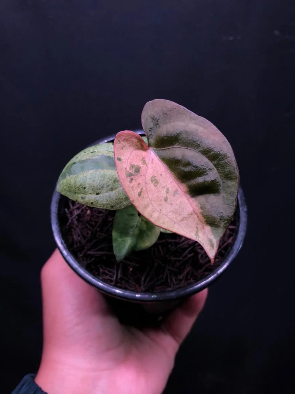 Anthurium RVDP Variegated (Mint / Pink)