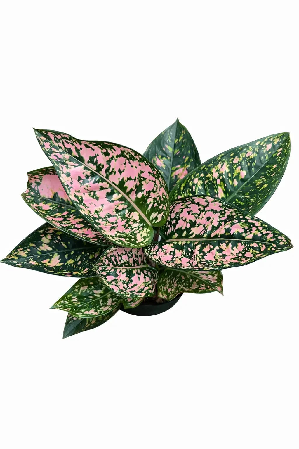Aglaonema Ruby Compacta thumbnail 1