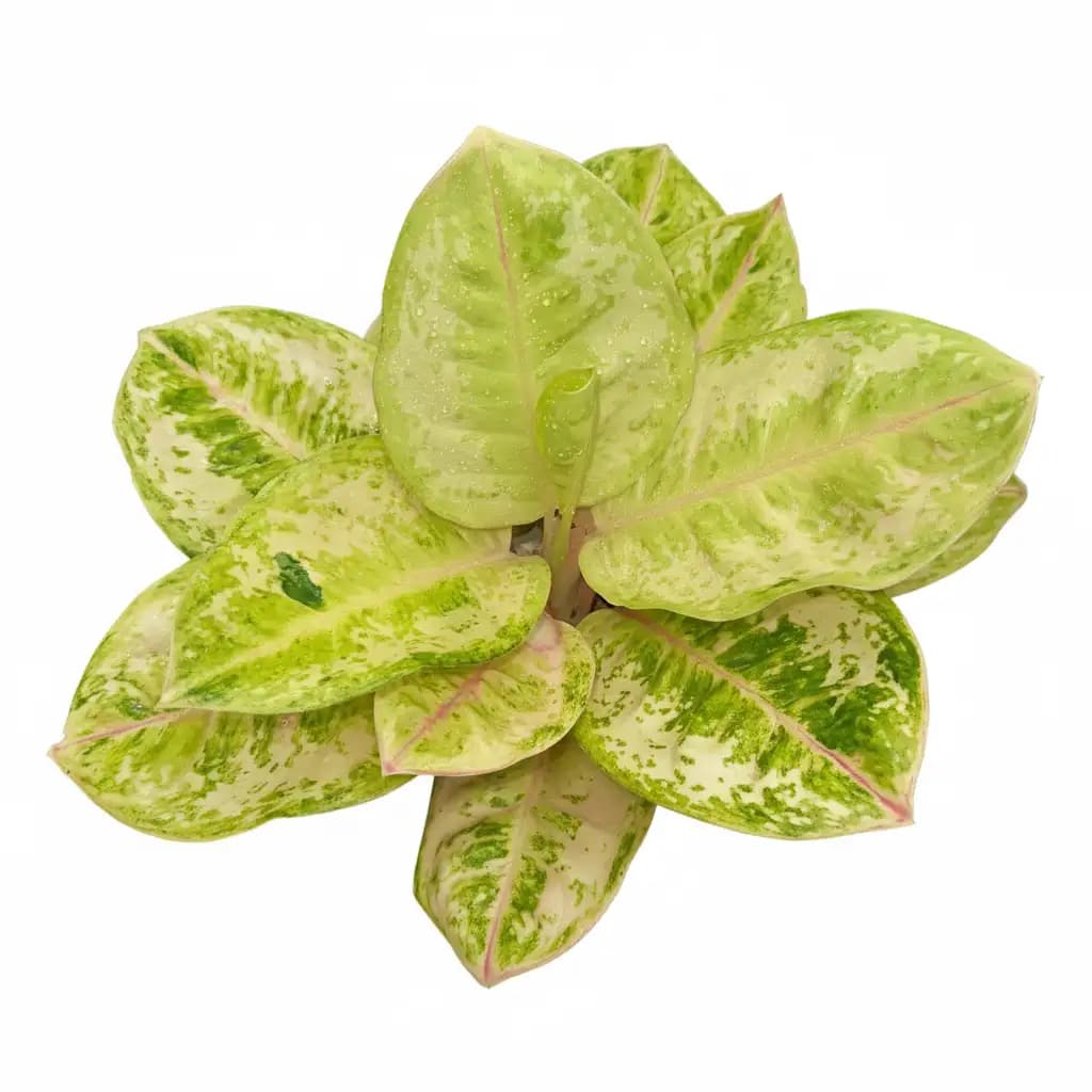 Aglaonema ayu green thumbnail 1