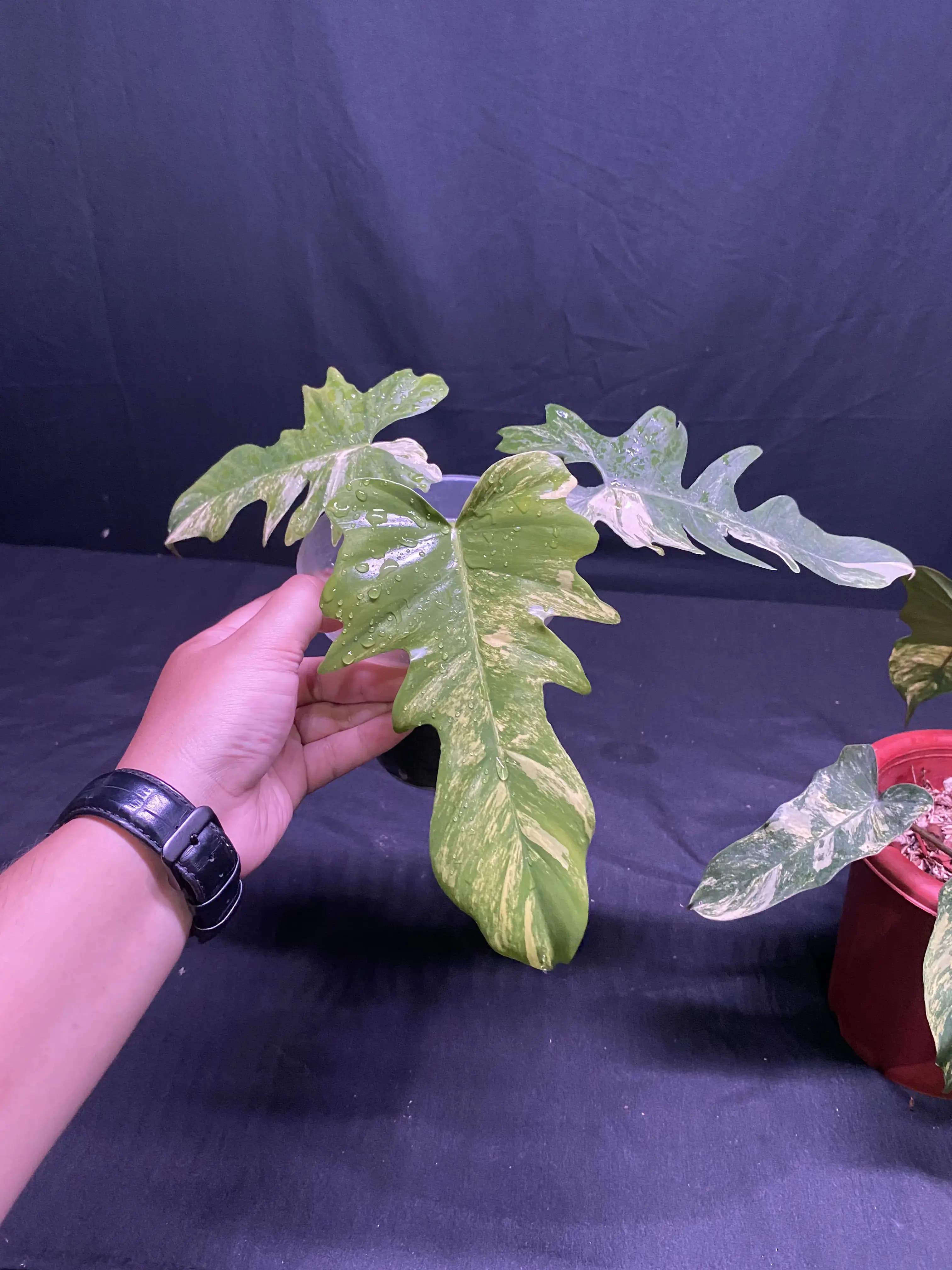 Philodendron Florida beauty x Golden Dragon thumbnail 3