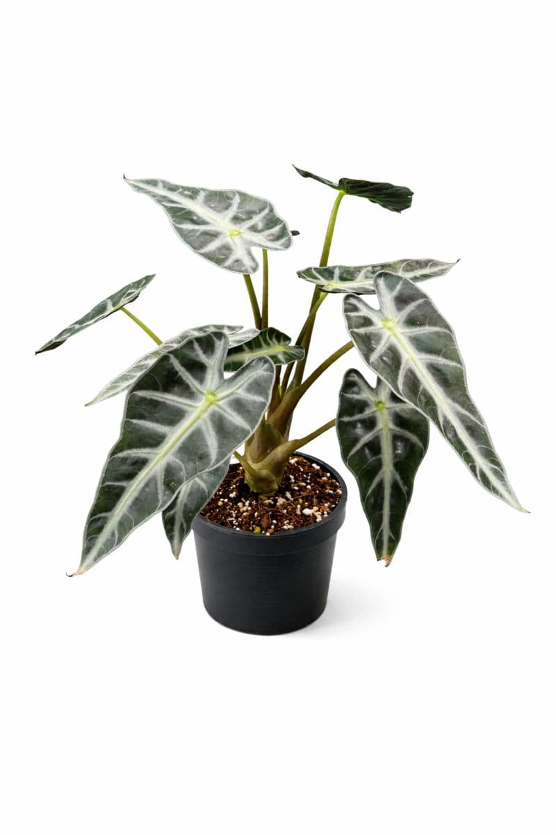 Alocasia Bambino thumbnail 1