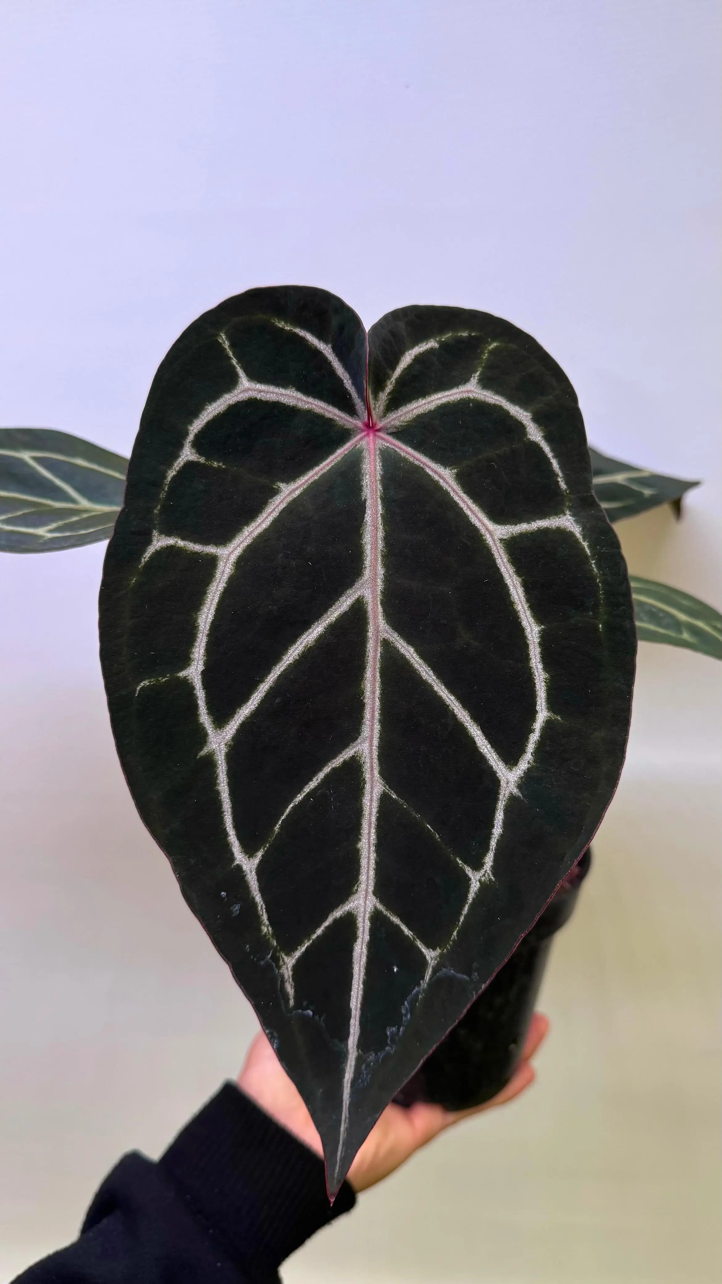 Anthurium Red Crystallinum NSE x Zara Michelle