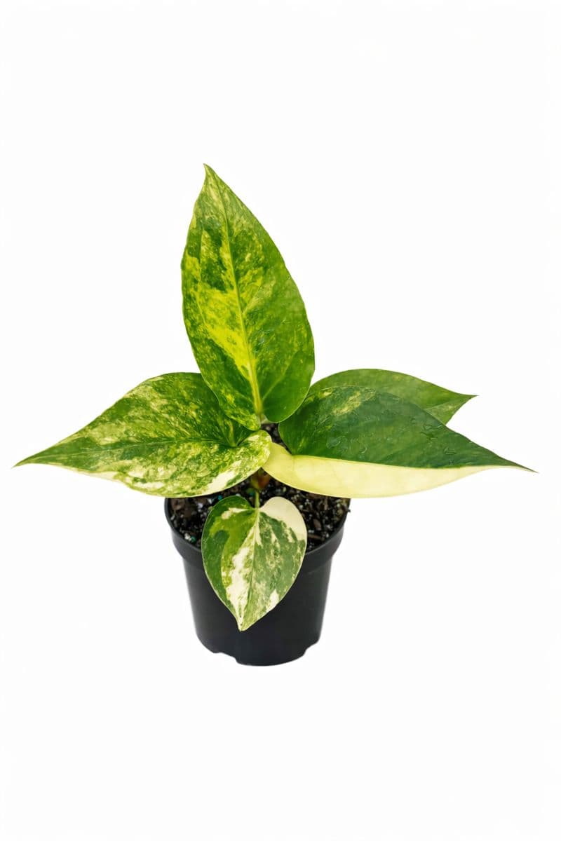 Anthurium Hookeri Variegated thumbnail 1