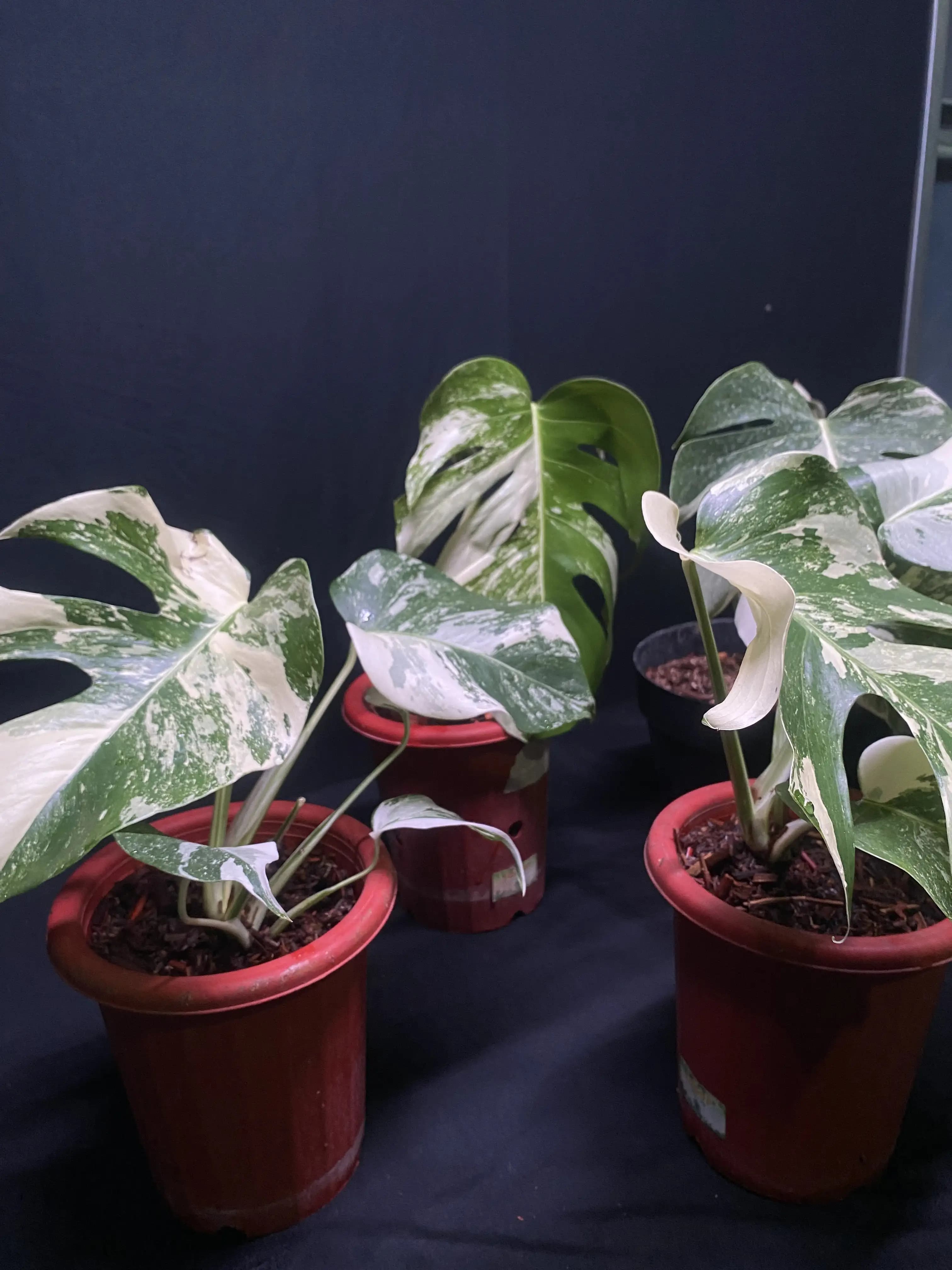 Monstera Albo Variegated thumbnail 3