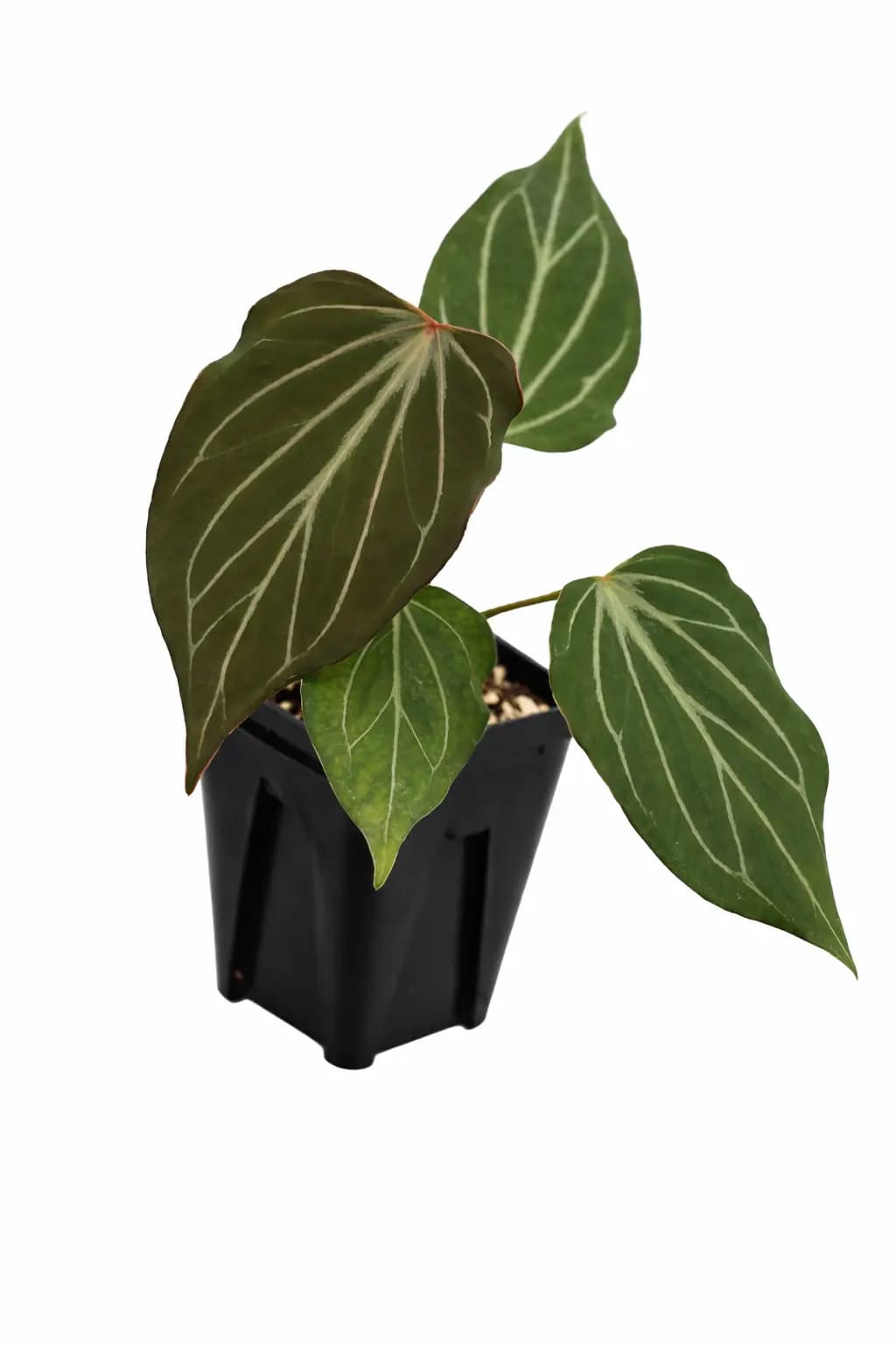 anthurium king of spades butterfly | GrowWithPlant