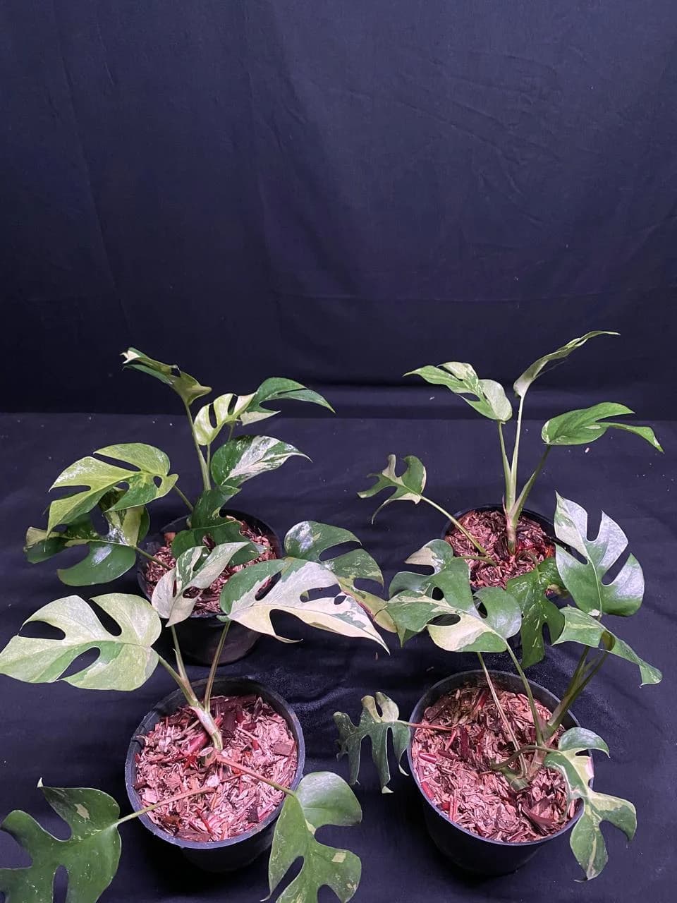 Rhaphidophora Tetrasperma Variegated thumbnail 3