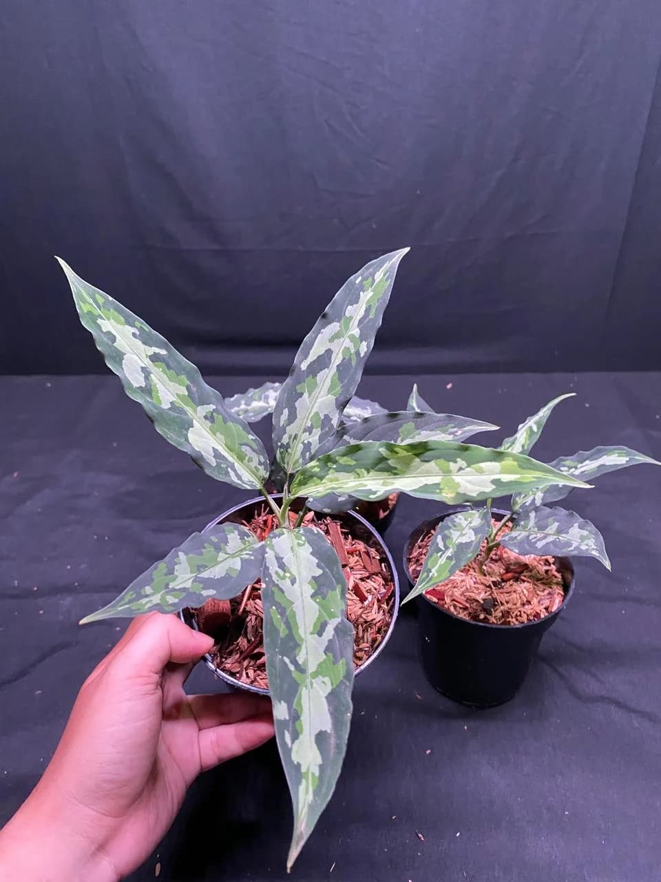 Aglaonema Pictum Tricolor | GrowWithPlant