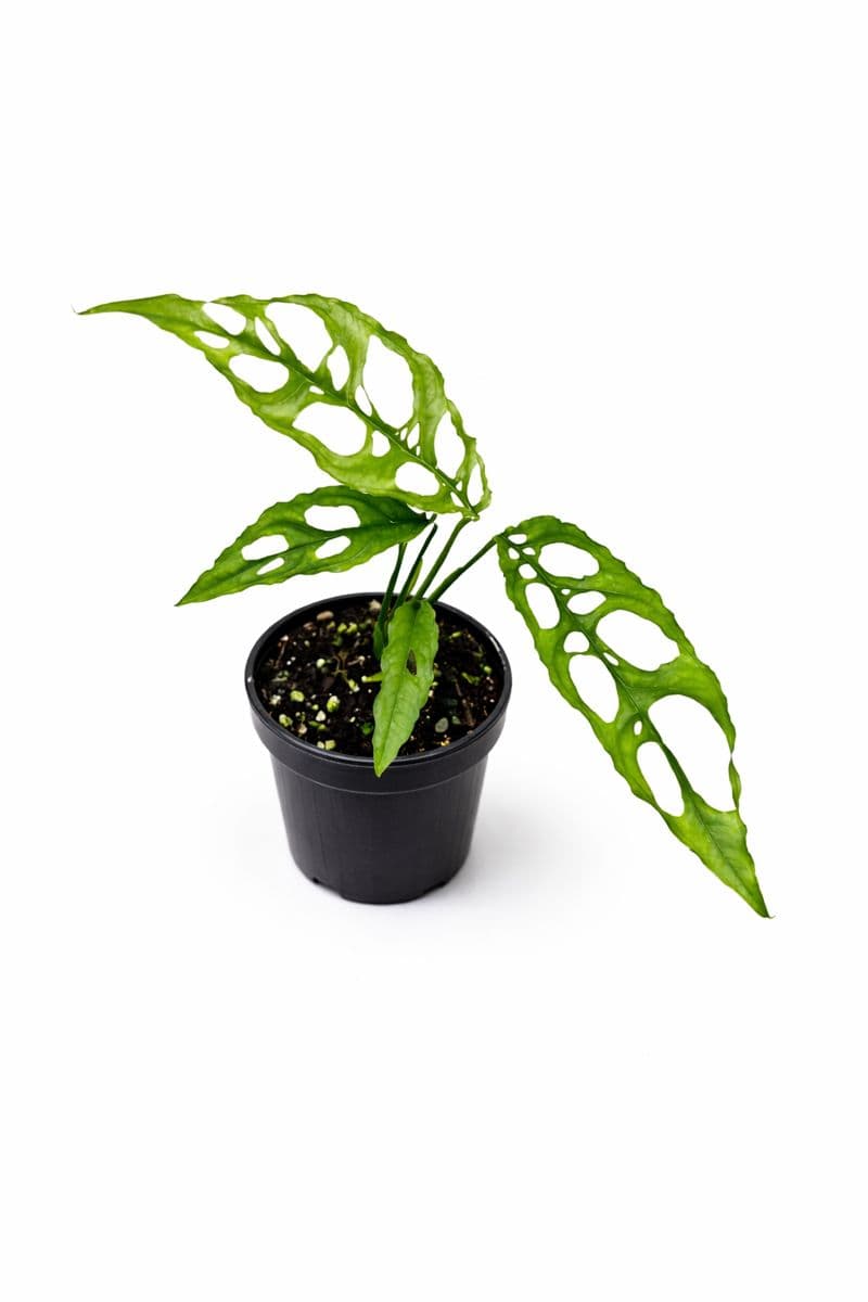 Monstera Obliqua thumbnail 1