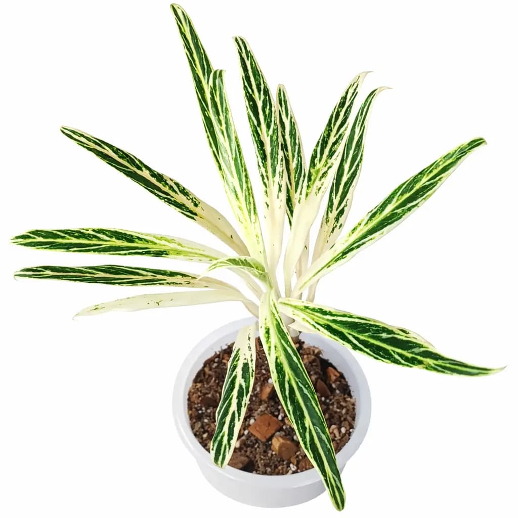 Aglaonema Bamboo thumbnail 1