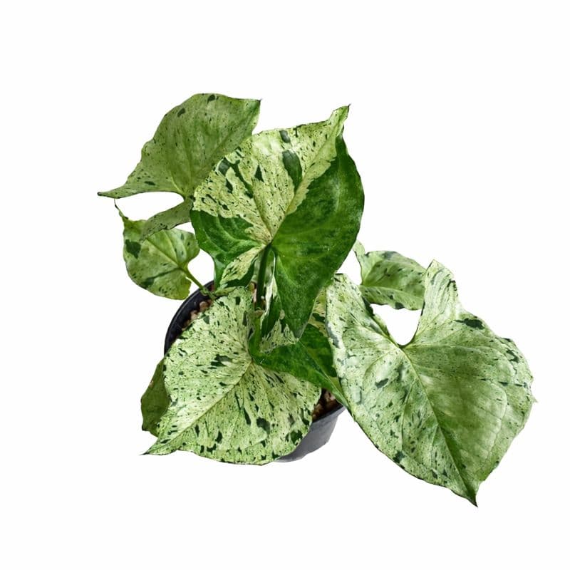 Syngonium Green Splash thumbnail 2