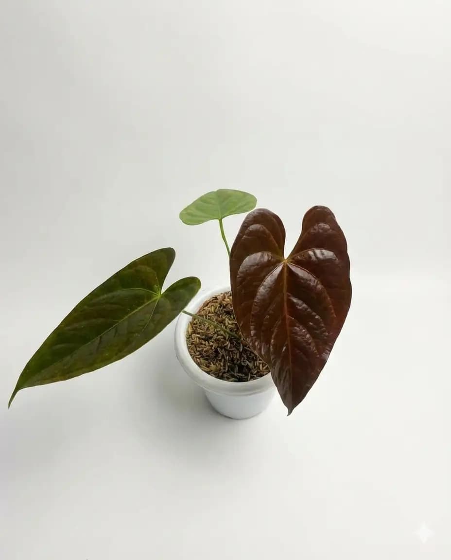 Anthurium modeanum