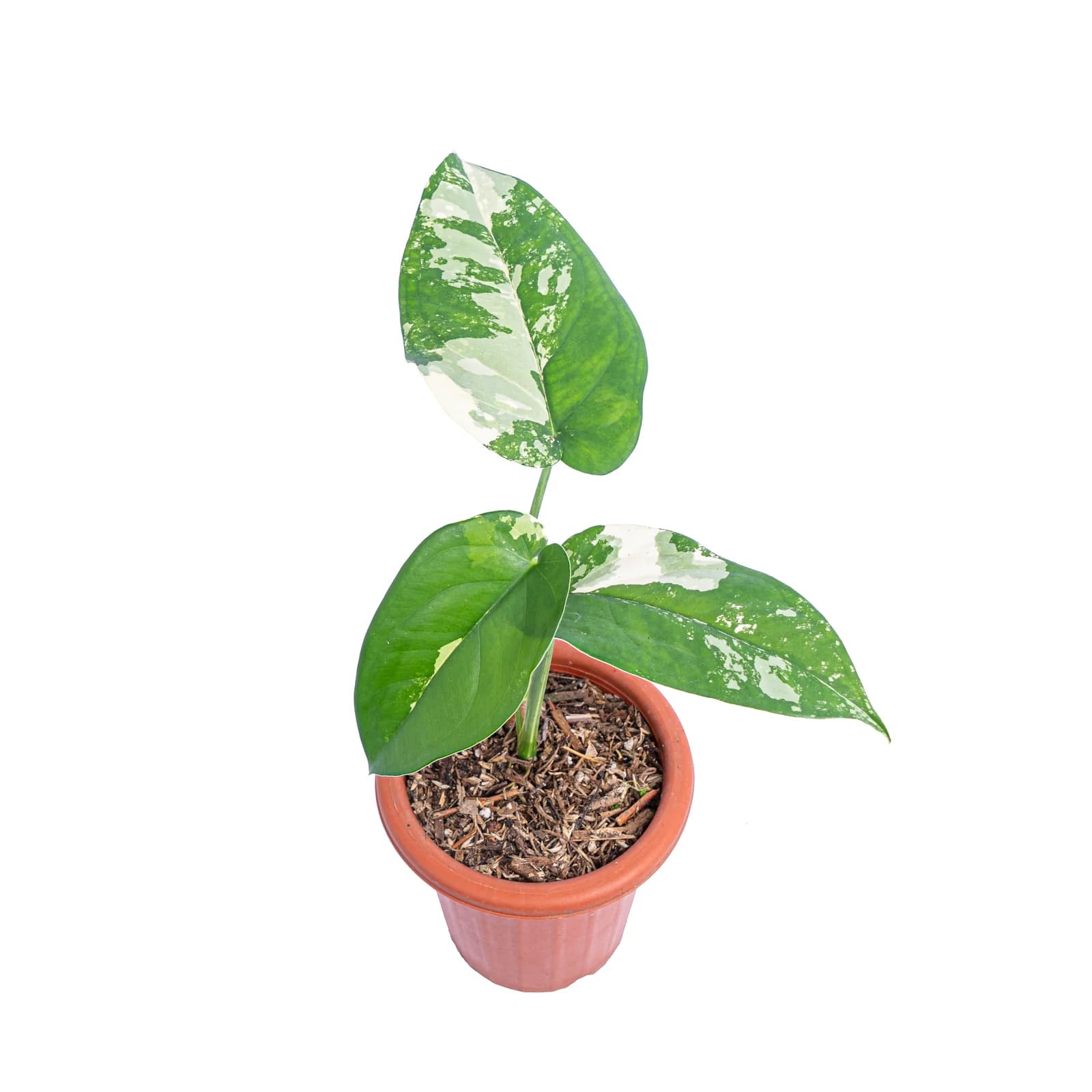 Syngonium chiapense variegated thumbnail 2