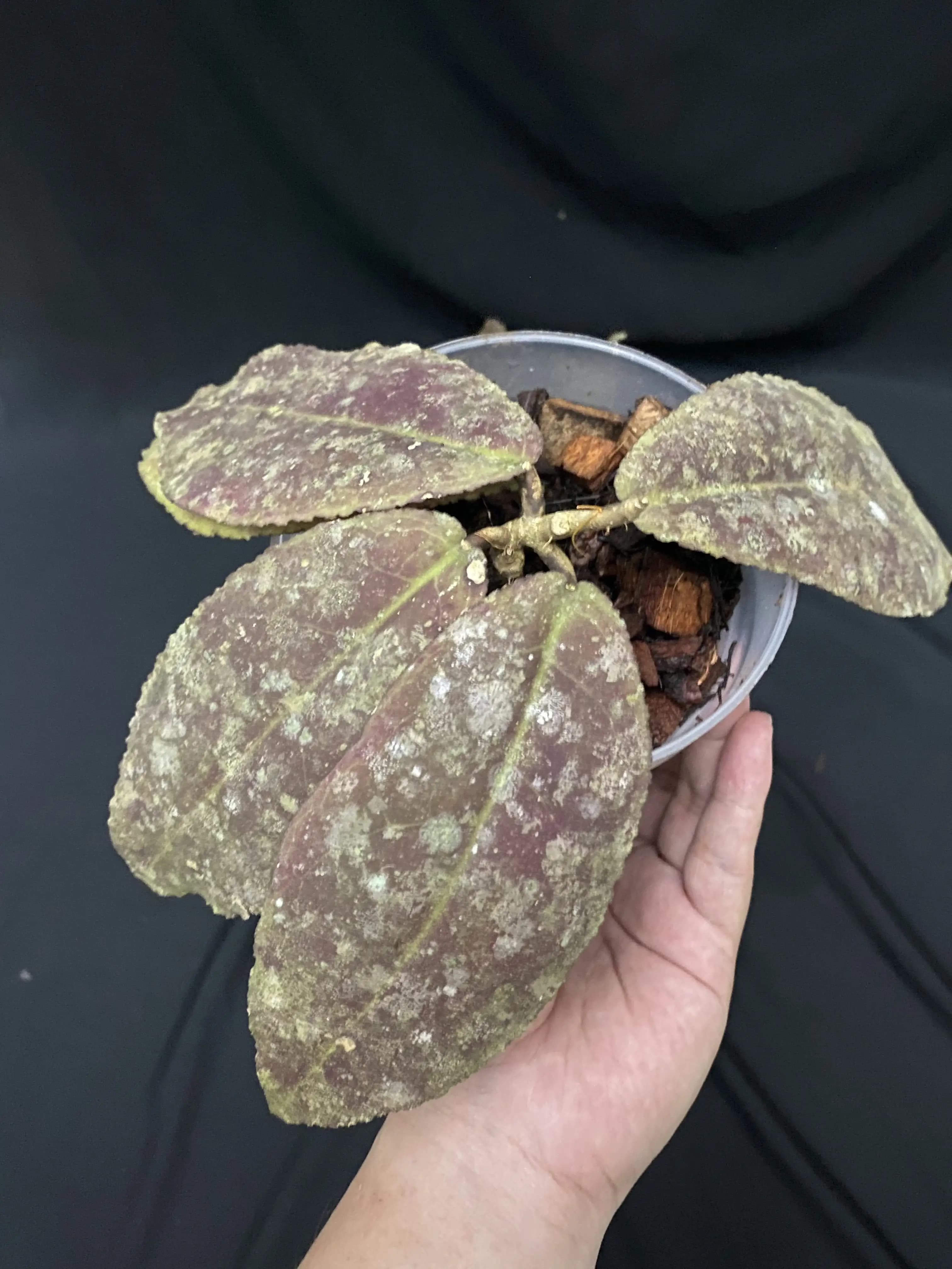 Hoya Undulata Red thumbnail 2