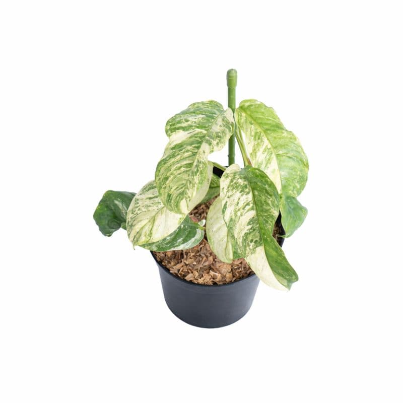 Rhaphidophora Puberula Variegated thumbnail 1