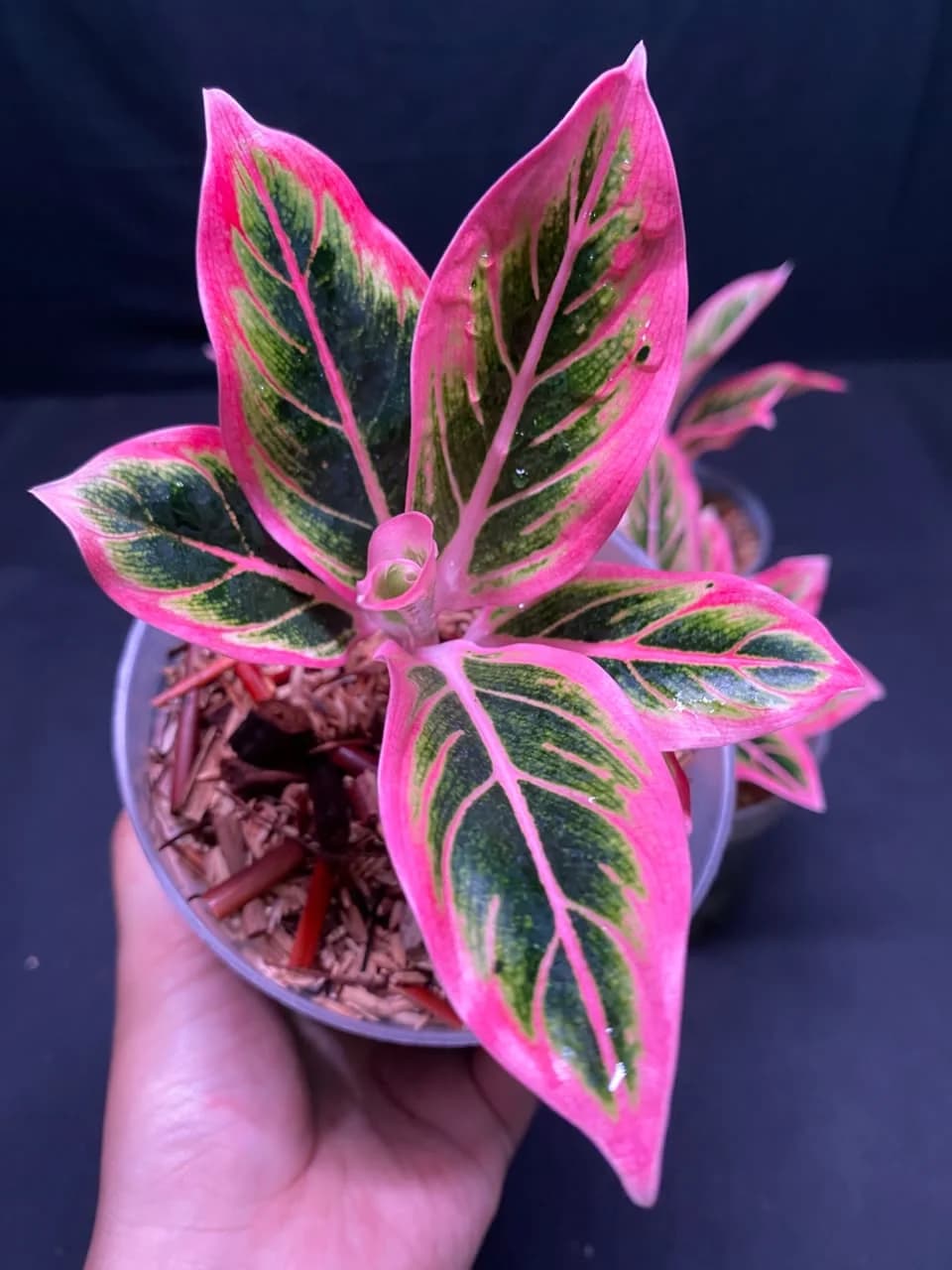 Aglaonema Lotus Delight | GrowWithPlant