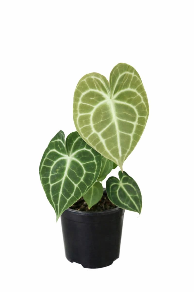 Anthurium Clarinervium thumbnail 1