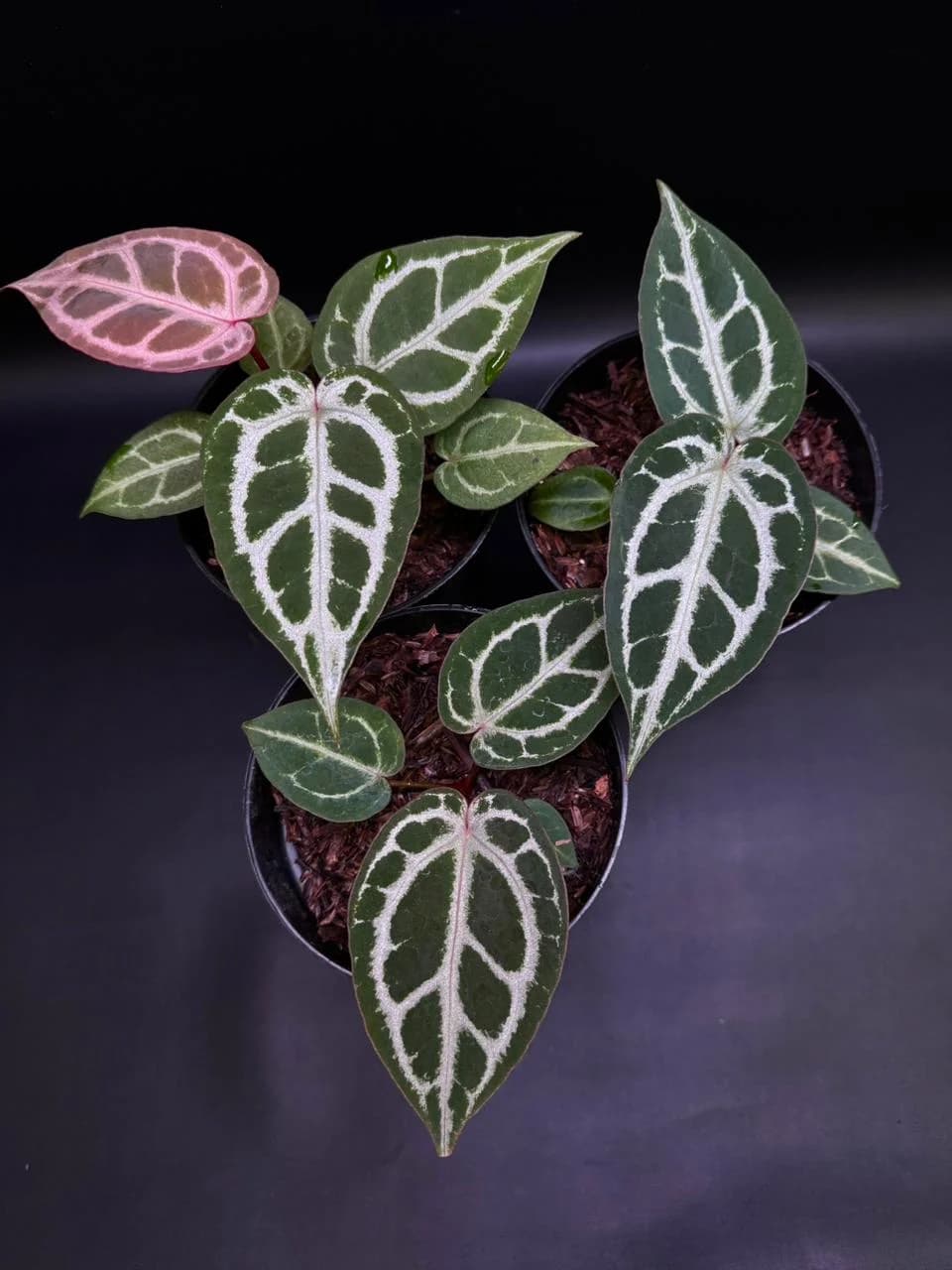 Anthurium Red Crystallinum NSE x Angel Dream | GrowWithPlant