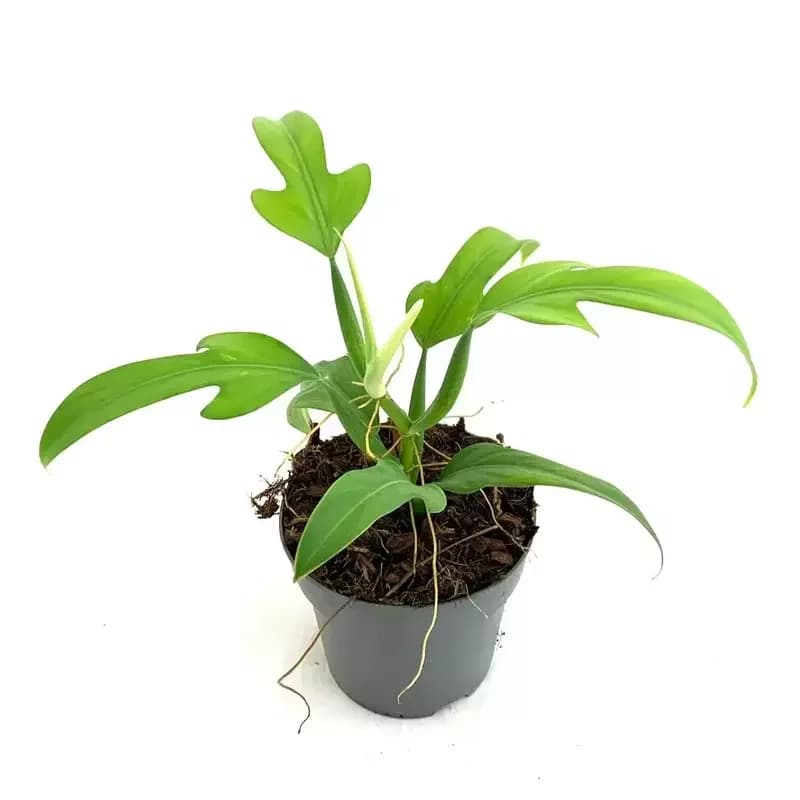 Philodendron Panduriforme