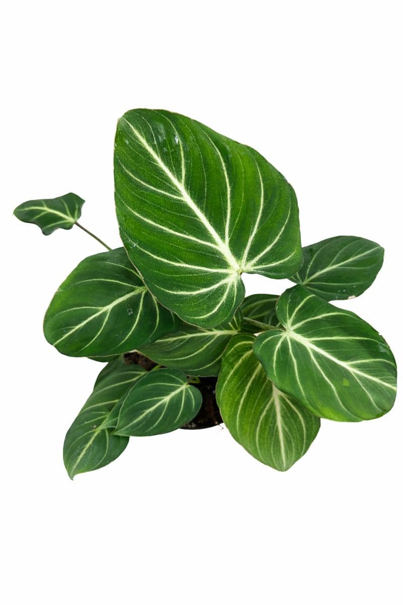 Philodendron Gloriosum thumbnail 1