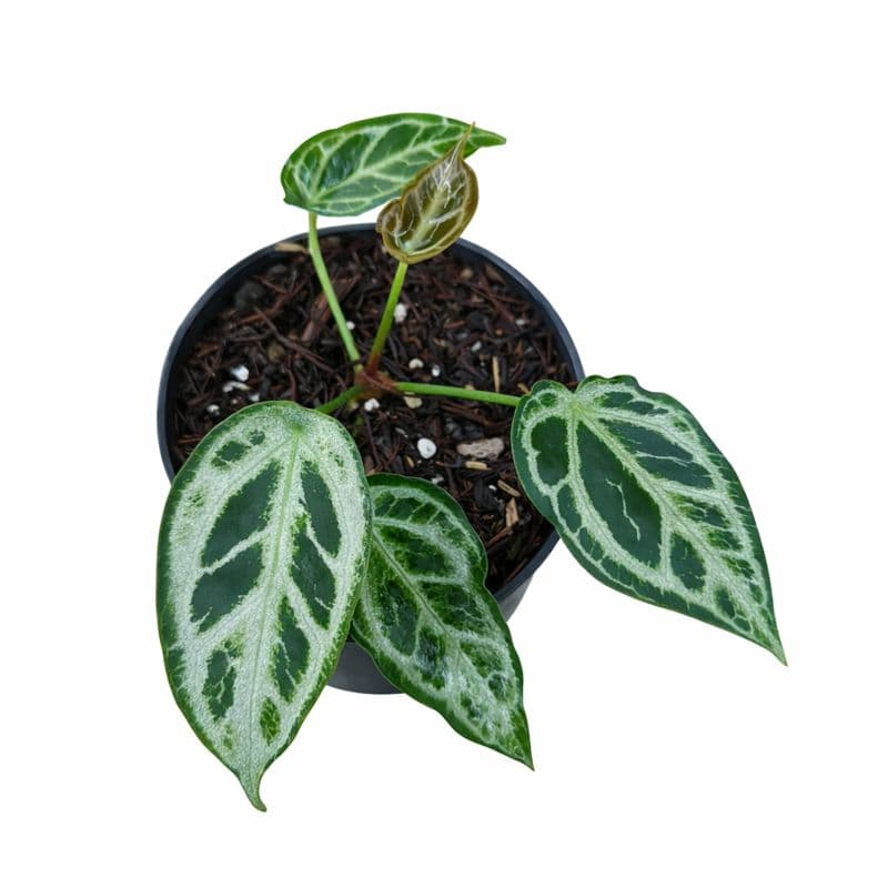 Anthurium forgetii silver thumbnail 2