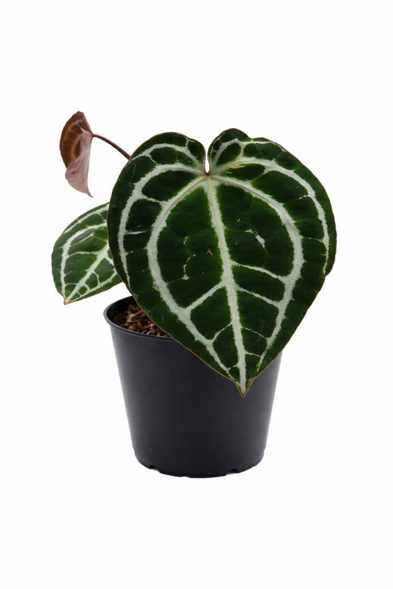 Anthurium Crystallinum Minahasa