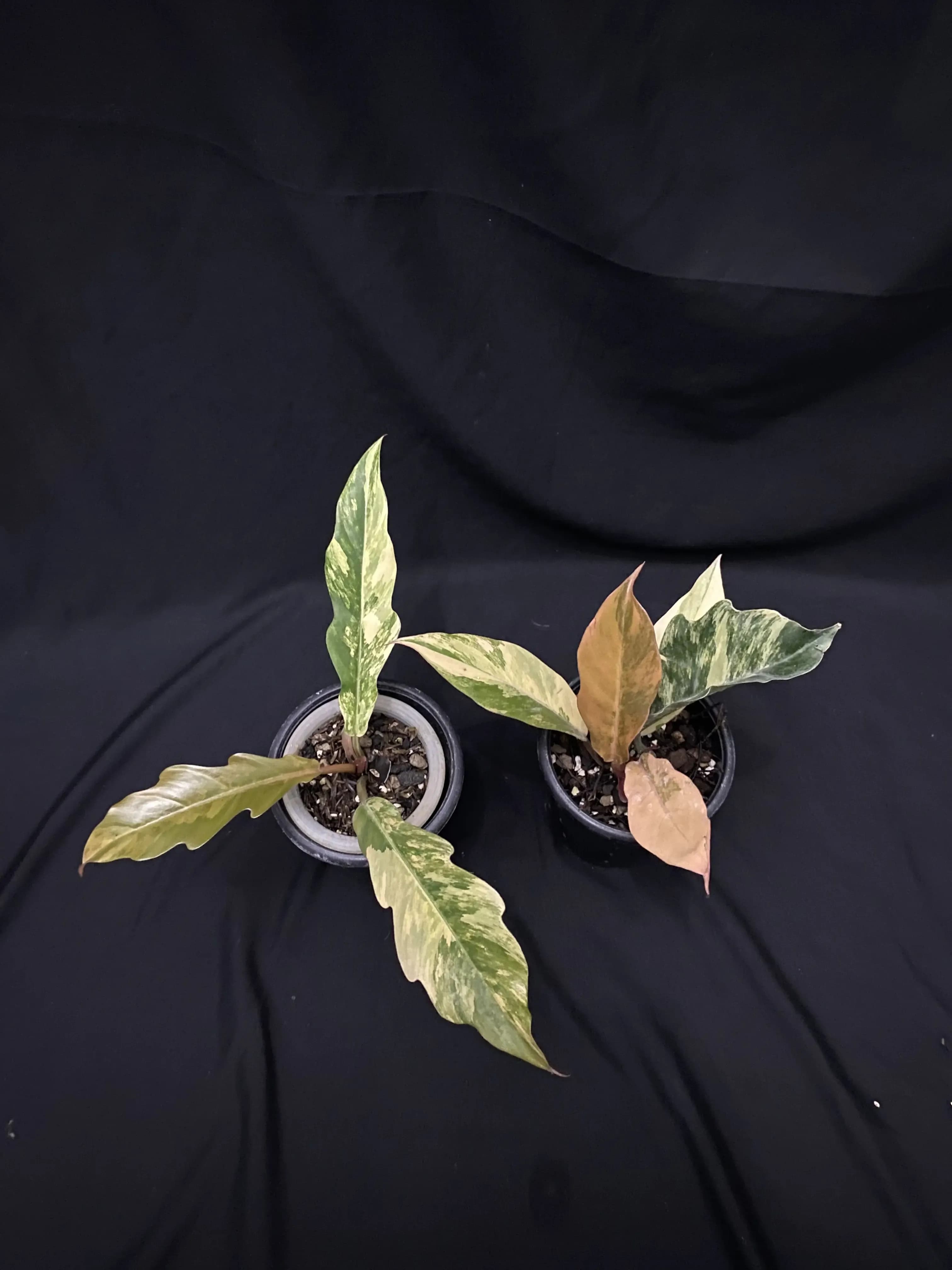 Philodendron Caramel Marbel Variegated thumbnail 2