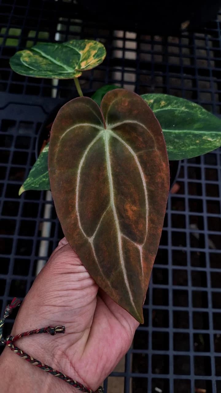 Anthurium Black Venom X Carlablackiae Variegated thumbnail 2