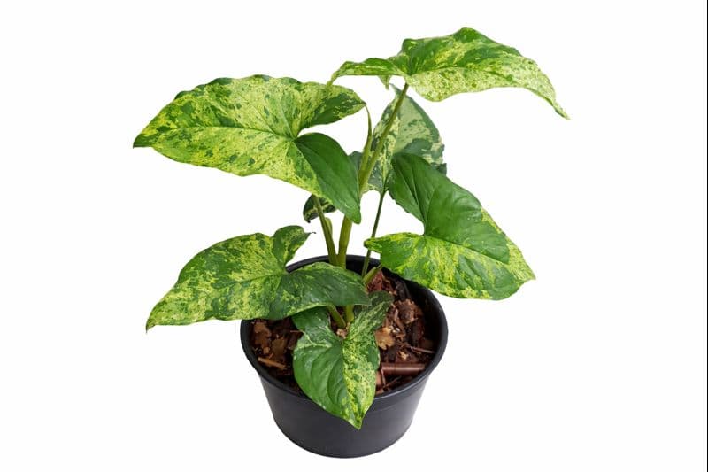 Syngonium Mojito Mottled thumbnail 1