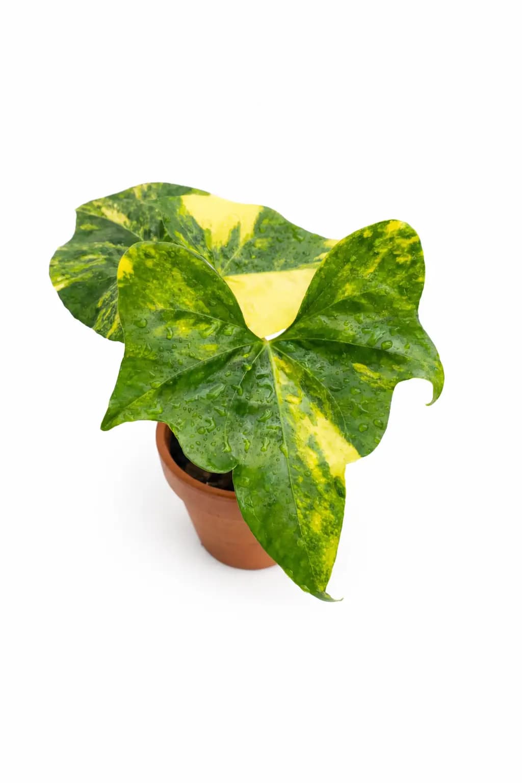 Anthurium Pterodactyl Variegated