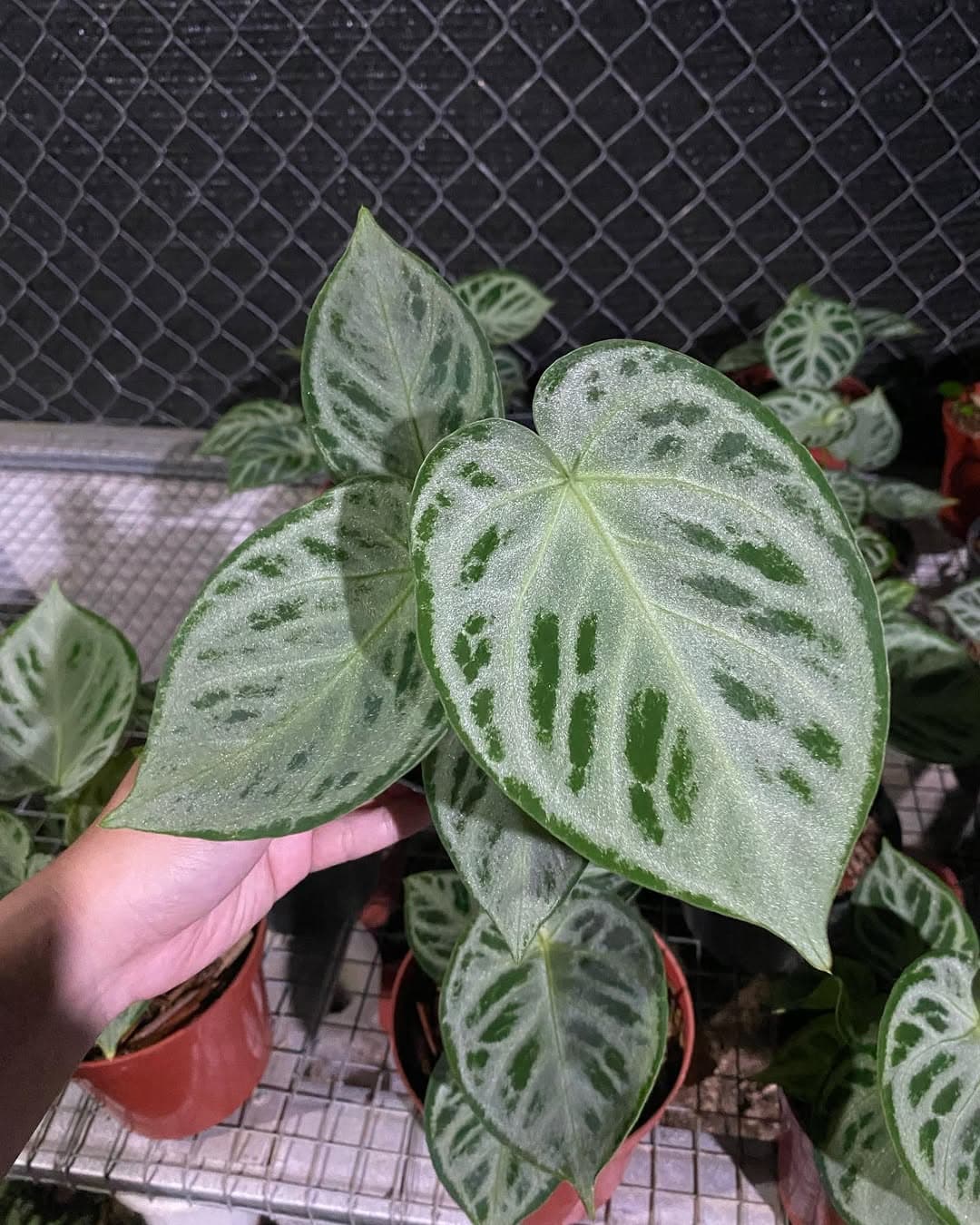 Anthurium Silver Blush thumbnail 1