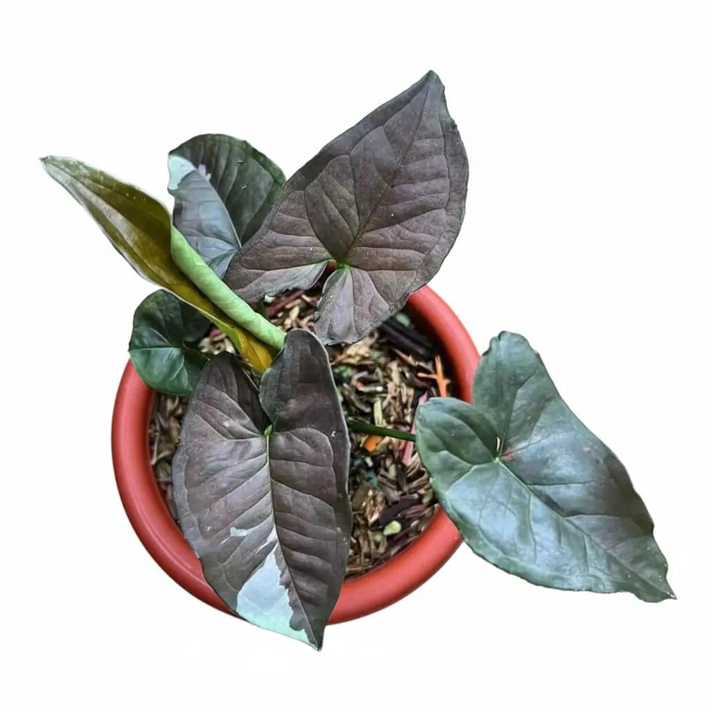 Syngonium chocolate thumbnail 1