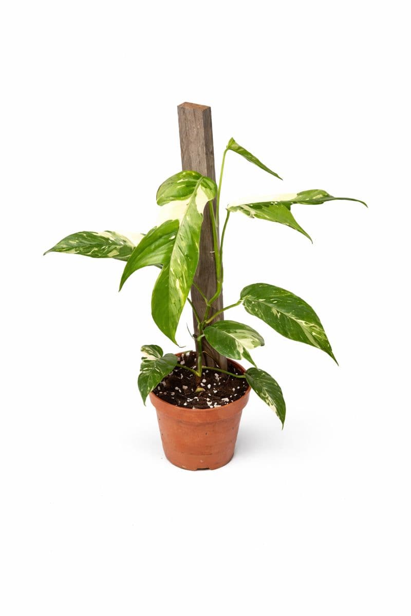 Epipremnum Pinnatum Albo Variegated thumbnail 1