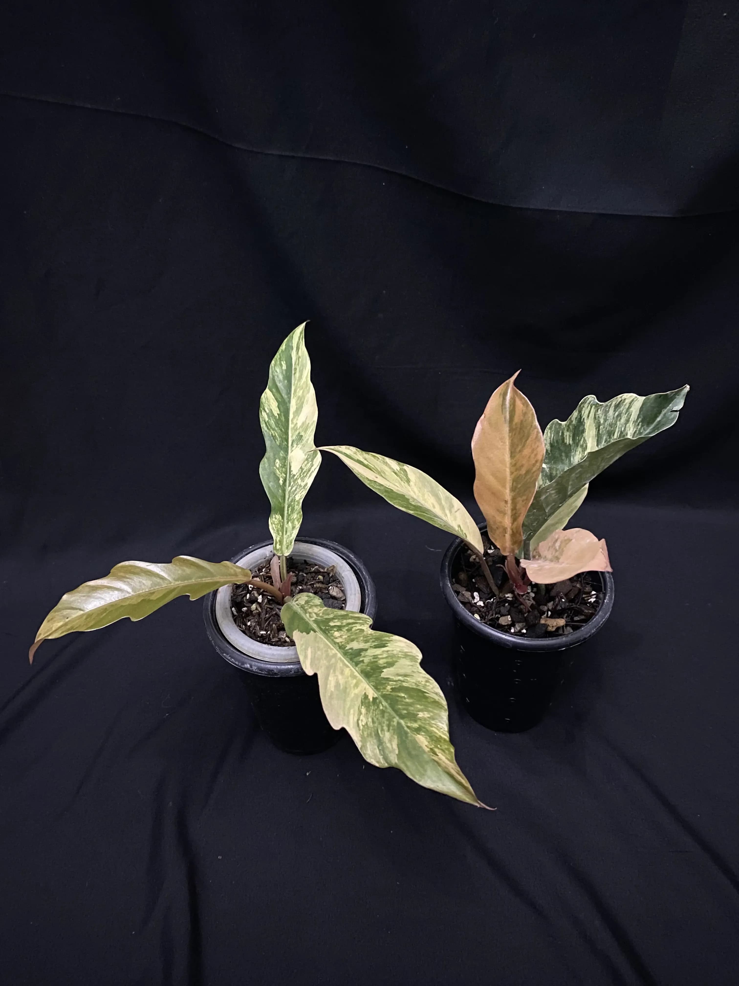 Philodendron Caramel Marbel Variegated