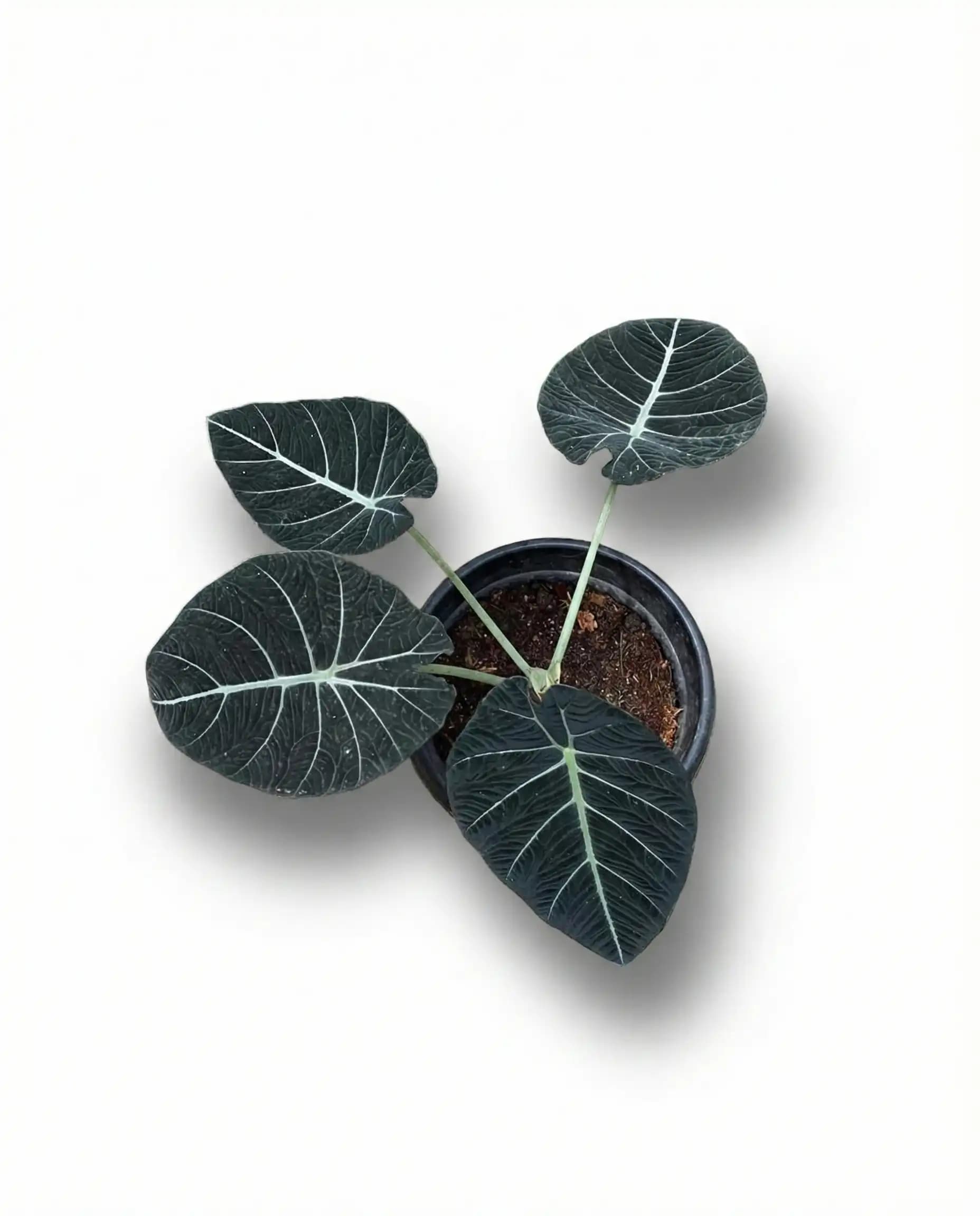 Alocasia Black Velvet thumbnail 2