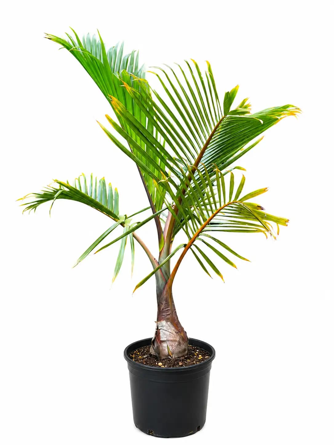 Bottle Palm (Hyophorbe lagenicaulis)