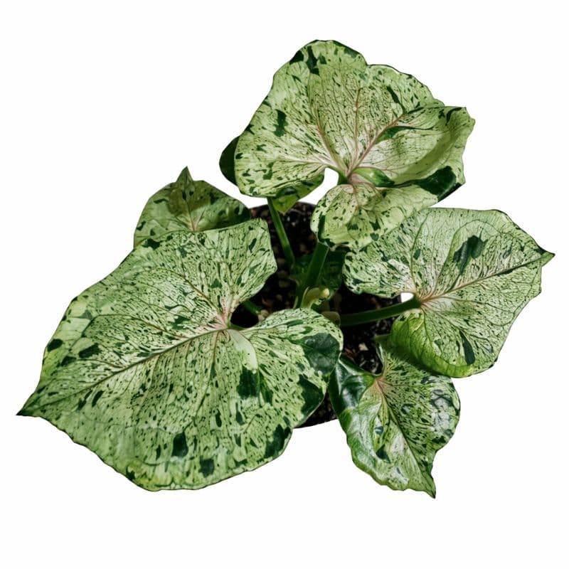 Syngonium Green Splash thumbnail 1