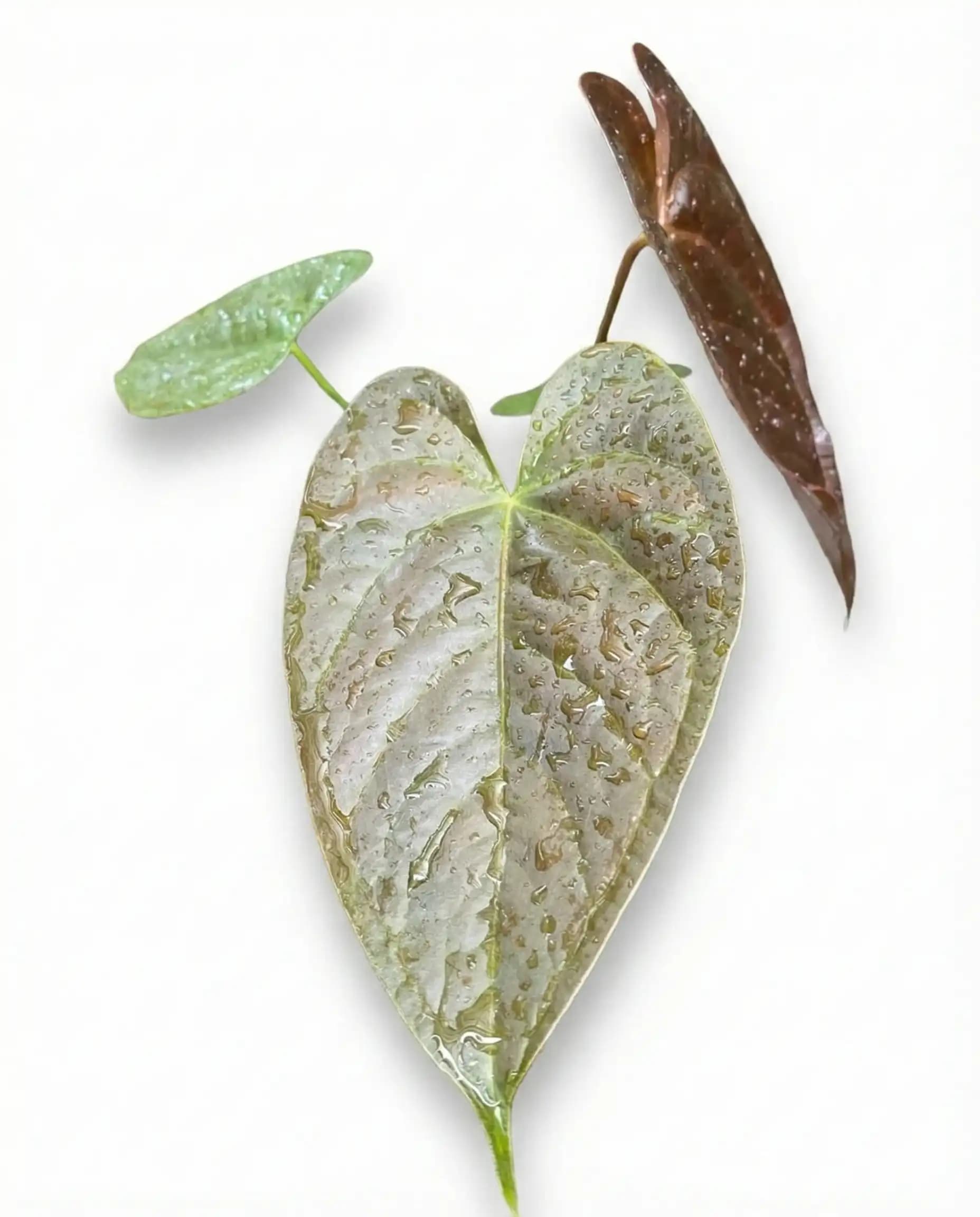 Anthurium modeanum thumbnail 2