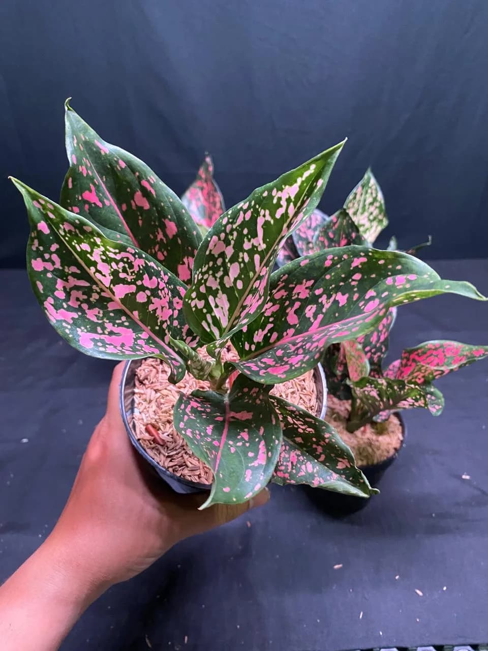 Aglaonema Pink Dalmatian | GrowWithPlant