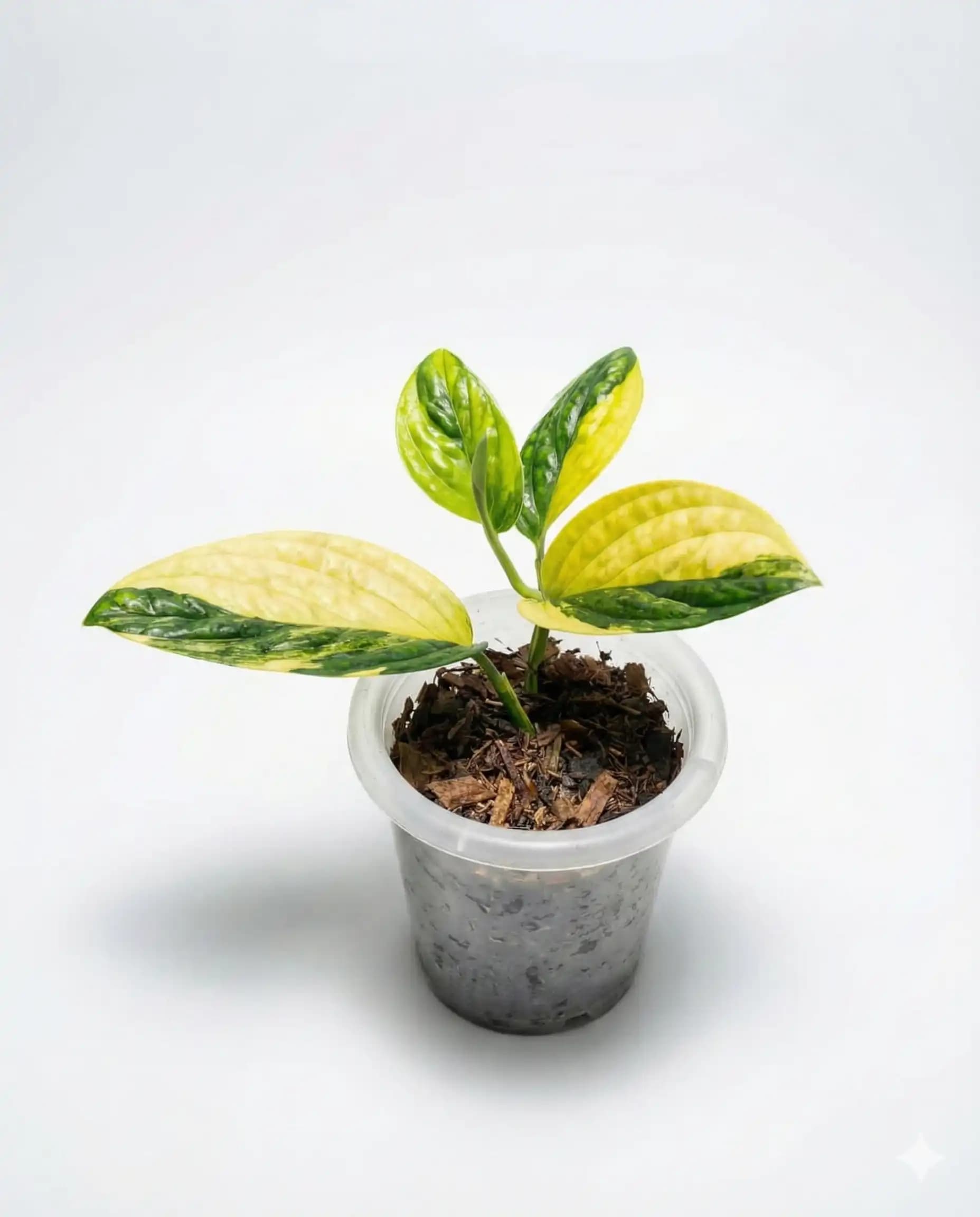 Monstera Karsteianum Peru Variegated thumbnail 1