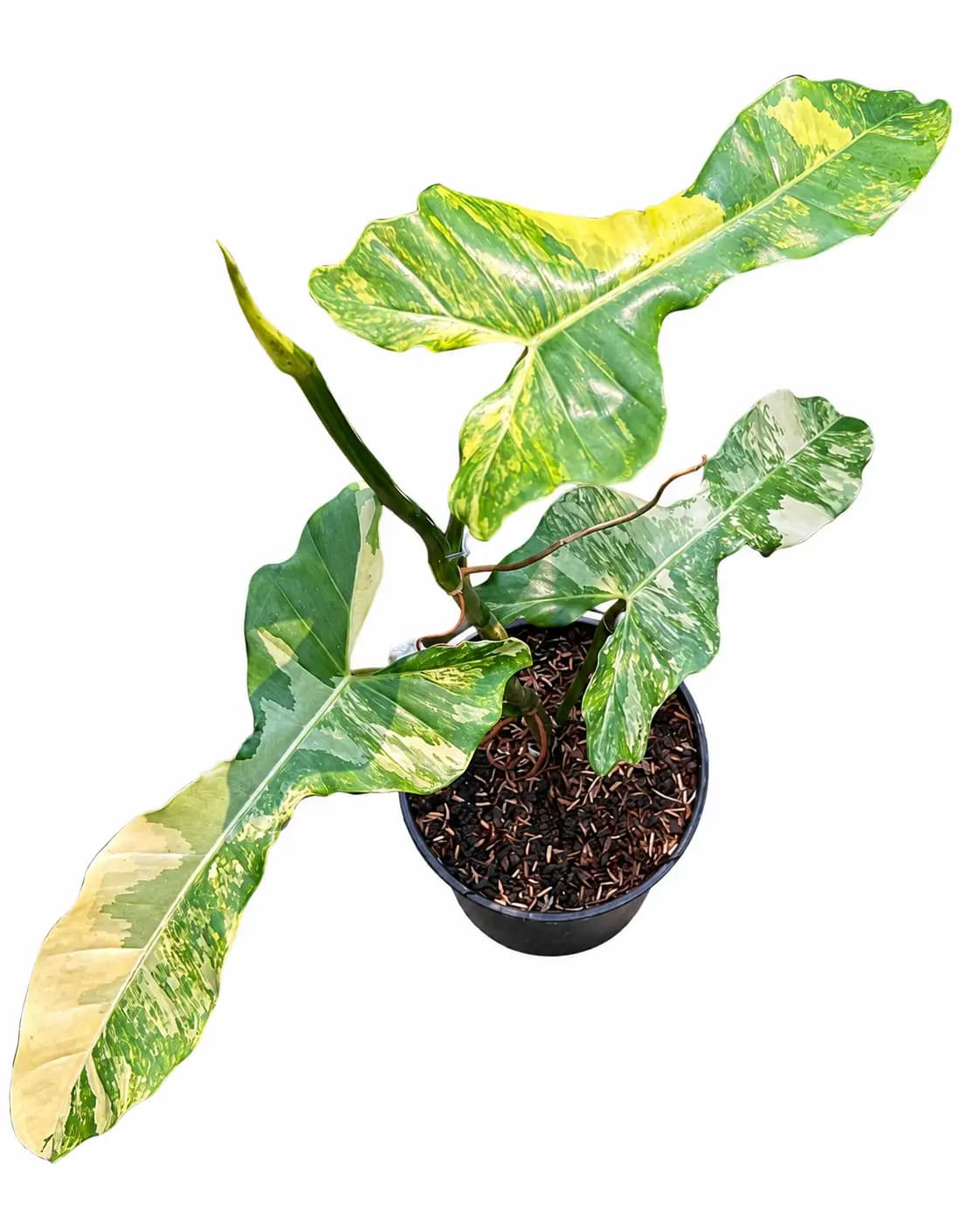 Philodendron Paradise Beauty (Florida baeauty x Paraiso Verde) |  GrowWithPlant