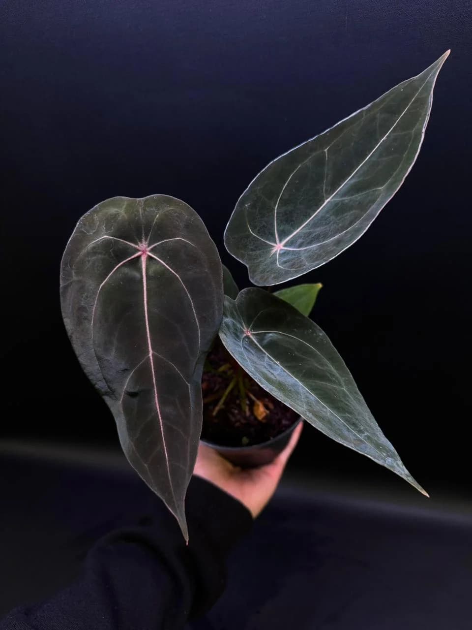 Anthurium Red Spider | GrowWithPlant