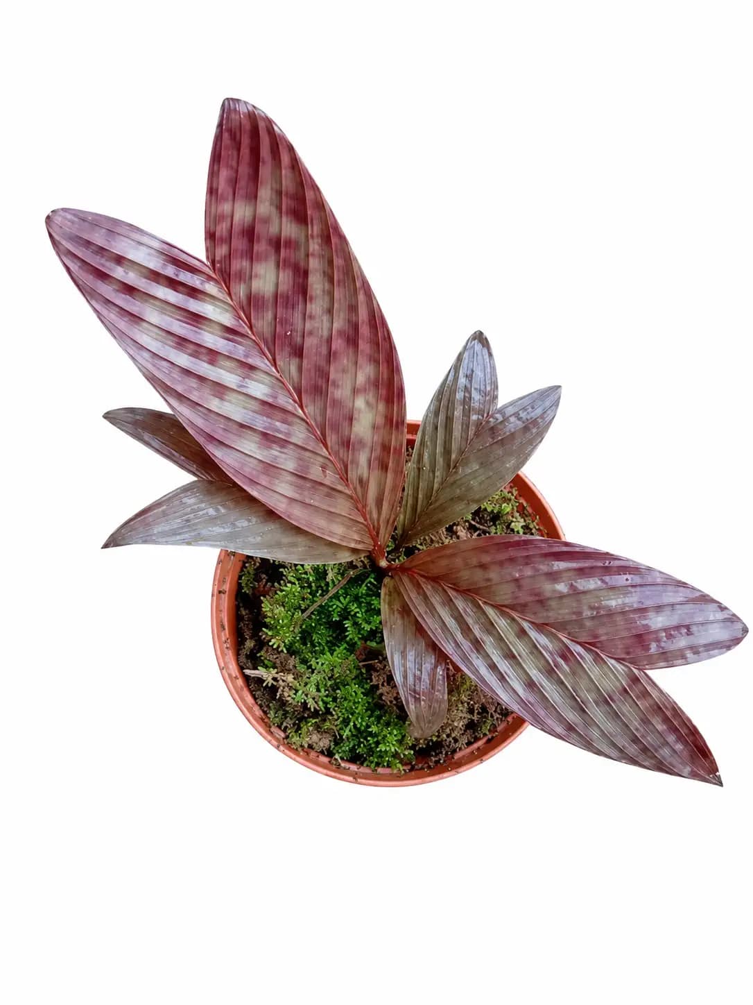 Pinanga veitchii SP Borneo