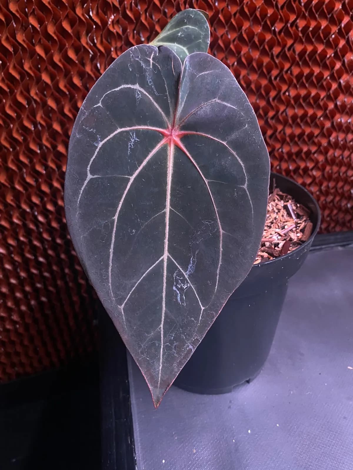 Anthurium Blood Queen thumbnail 2