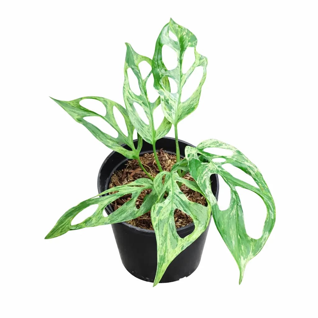 Monstera Adansonii Mint thumbnail 1