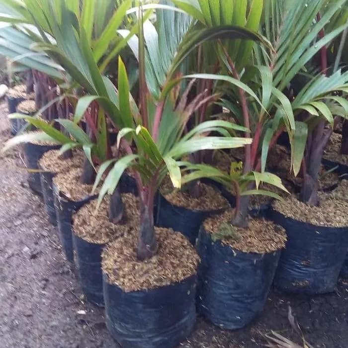 Bottle Palm (Hyophorbe lagenicaulis) thumbnail 2