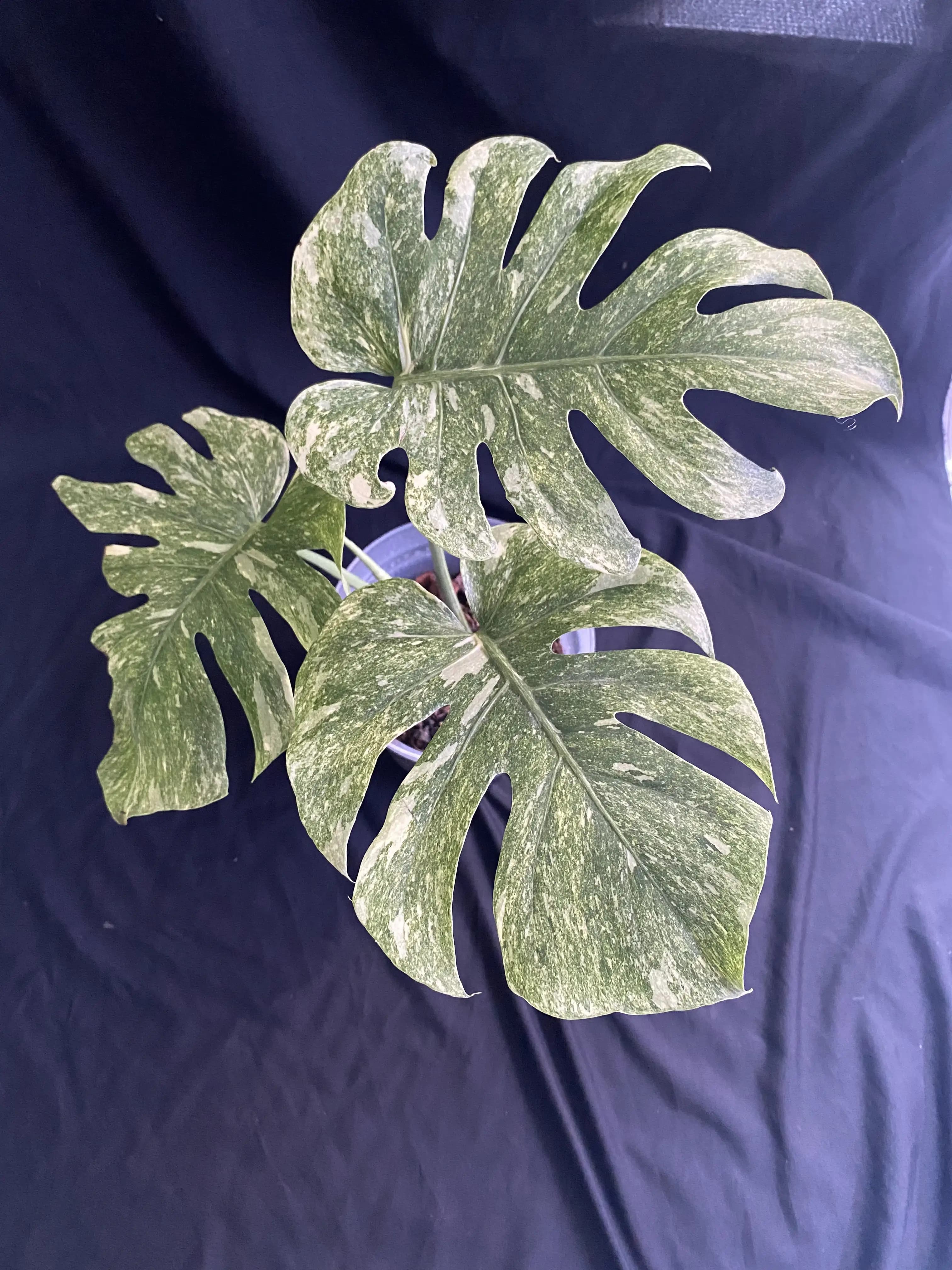 Monstera Legacy Variegated | GrowWithPlant