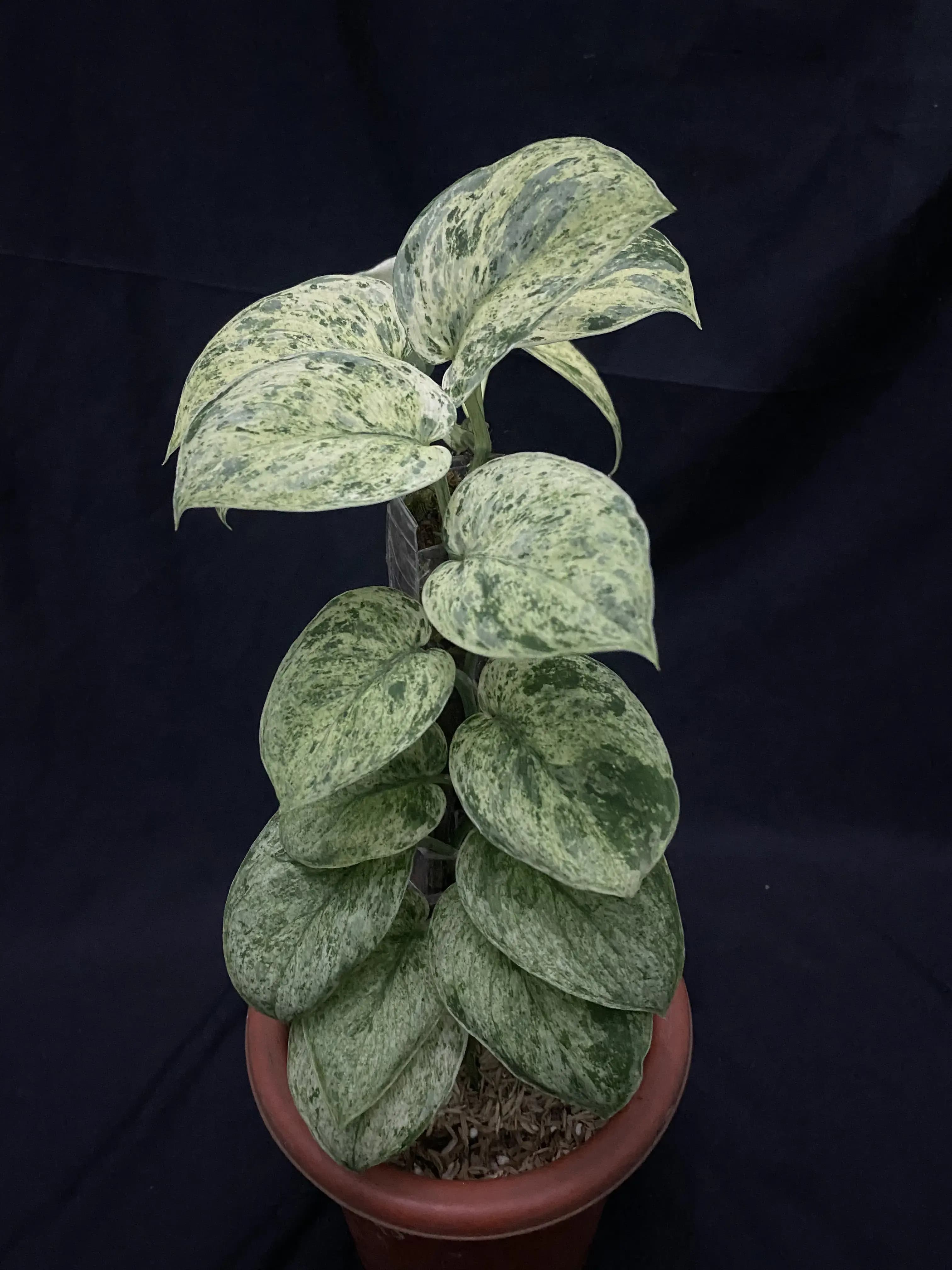 Scindapsus Cream Brule