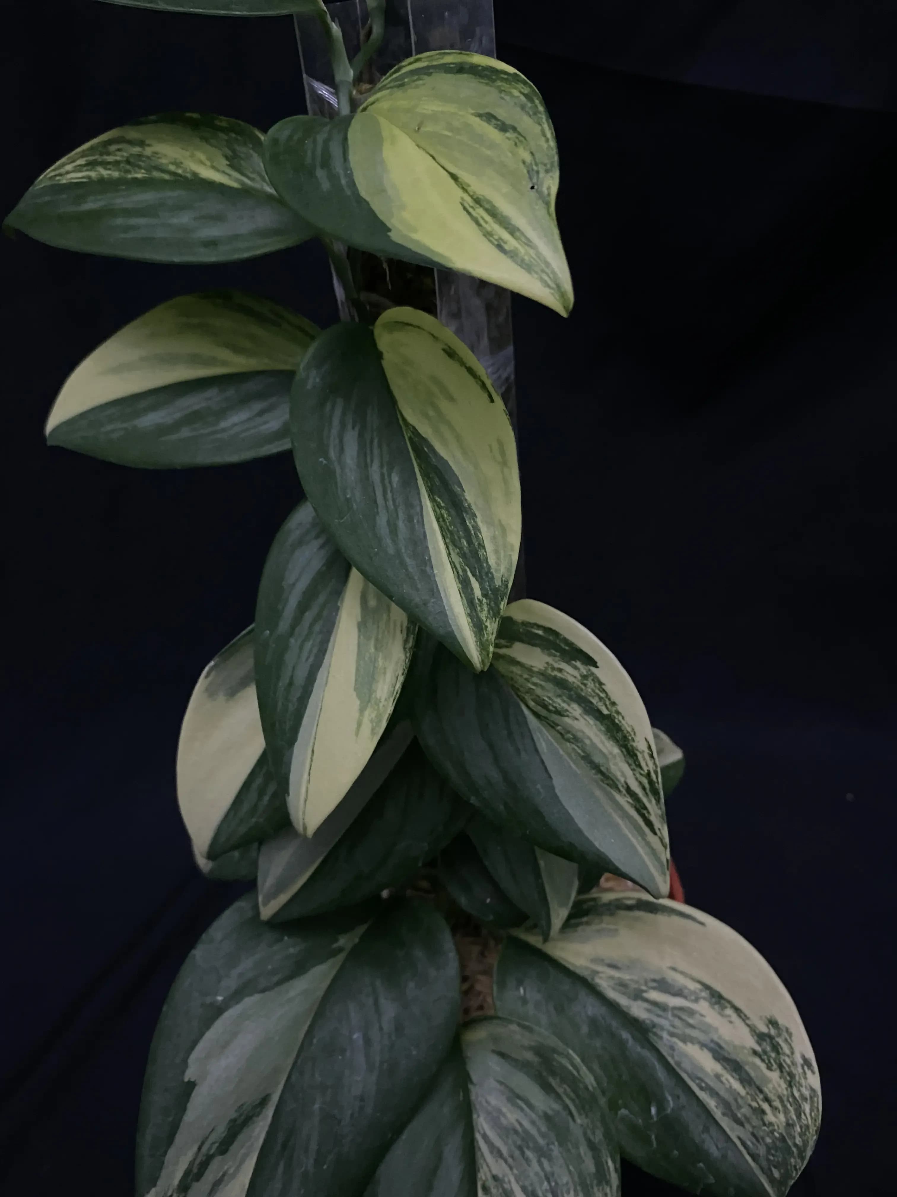 Scindapsus Treubii Aurea thumbnail 2