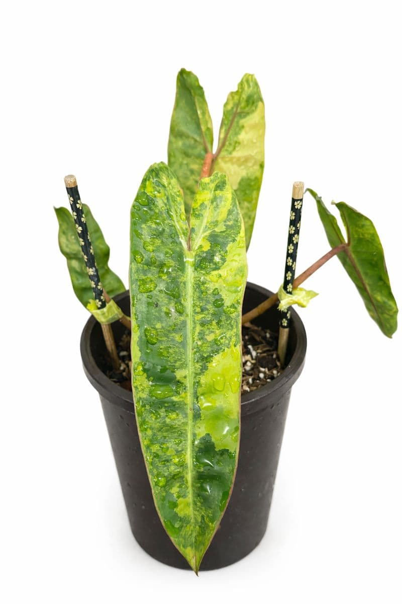 Philodendron Billietiae Variegated